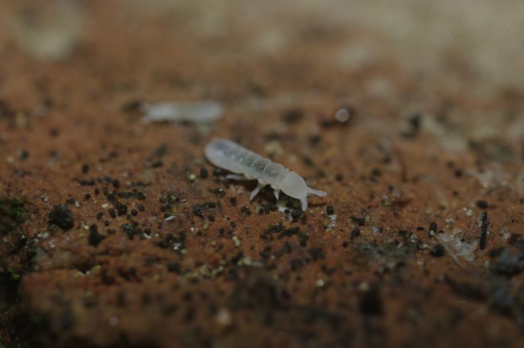 Collemboli bianchi, credo della famiglia Onychiuridae